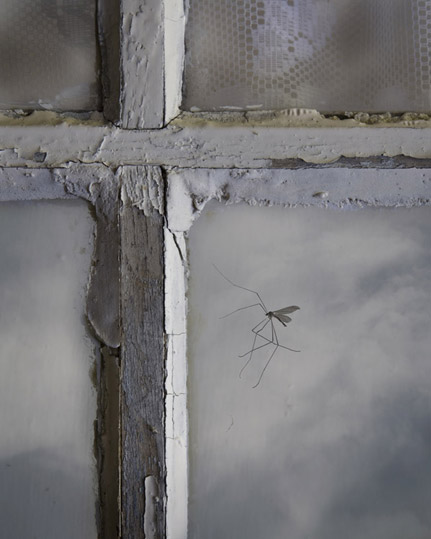 transience-10