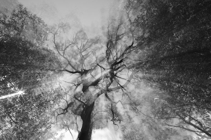 canopy 1